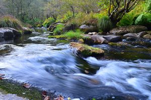 V-16 זרימה של מים בלב הטבע